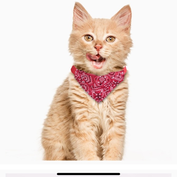 Black Dog or cat bandana - Picture 5 of 6